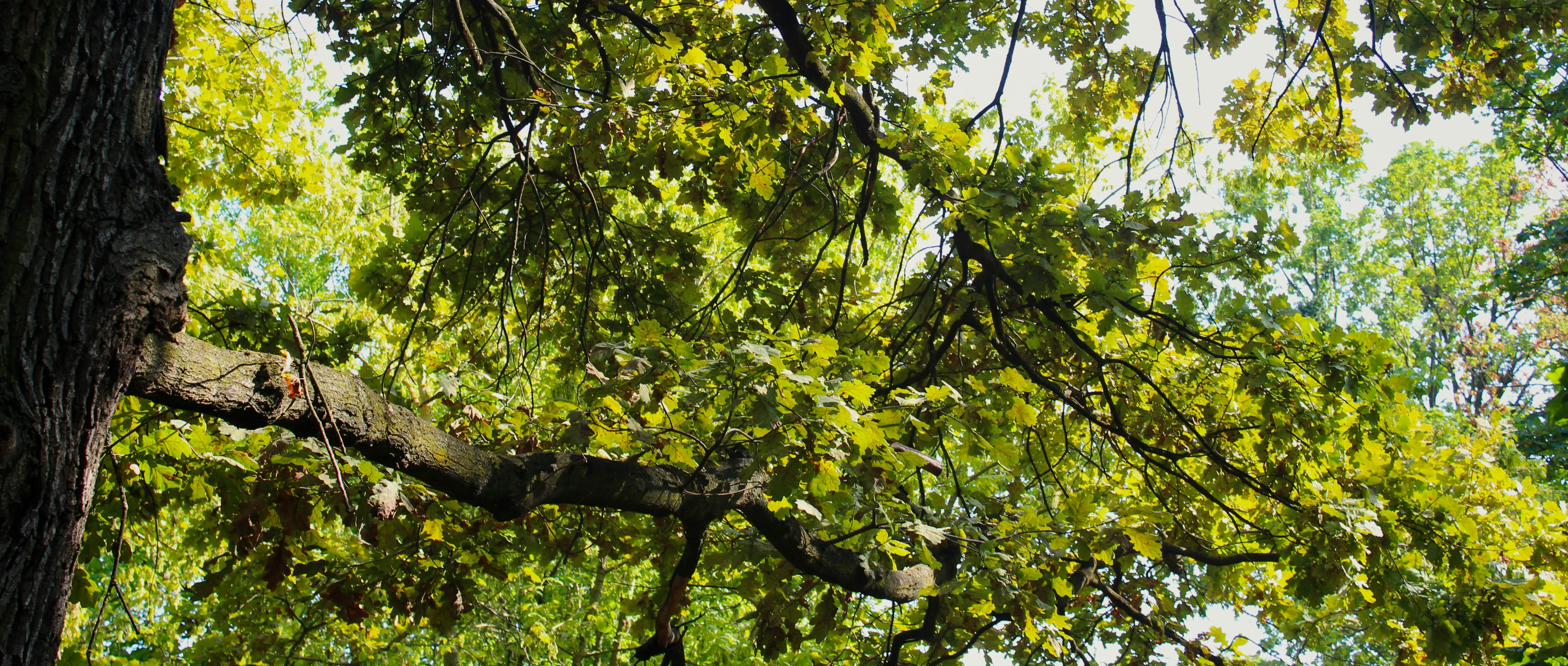 About Emmanuel Landscaping